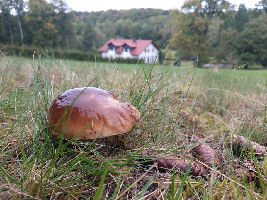 Wald-Apartment Limabach - Oberfrohna Kültér fotó